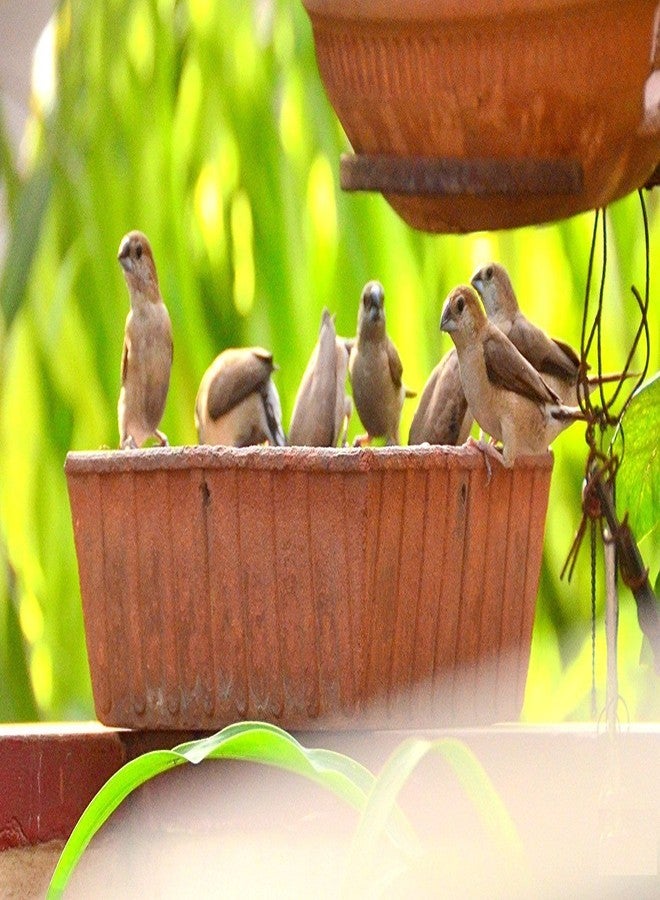 Shriyam Craft Earthen Pot Terracotta Bird Bath, Earth Brown (9X9-Inch) - Image 1
